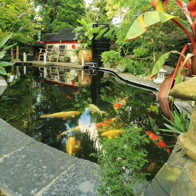 Koi tropen